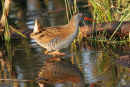 07-6290 Water Rail (Rallus aquaticus) in Afternoon Sunlight